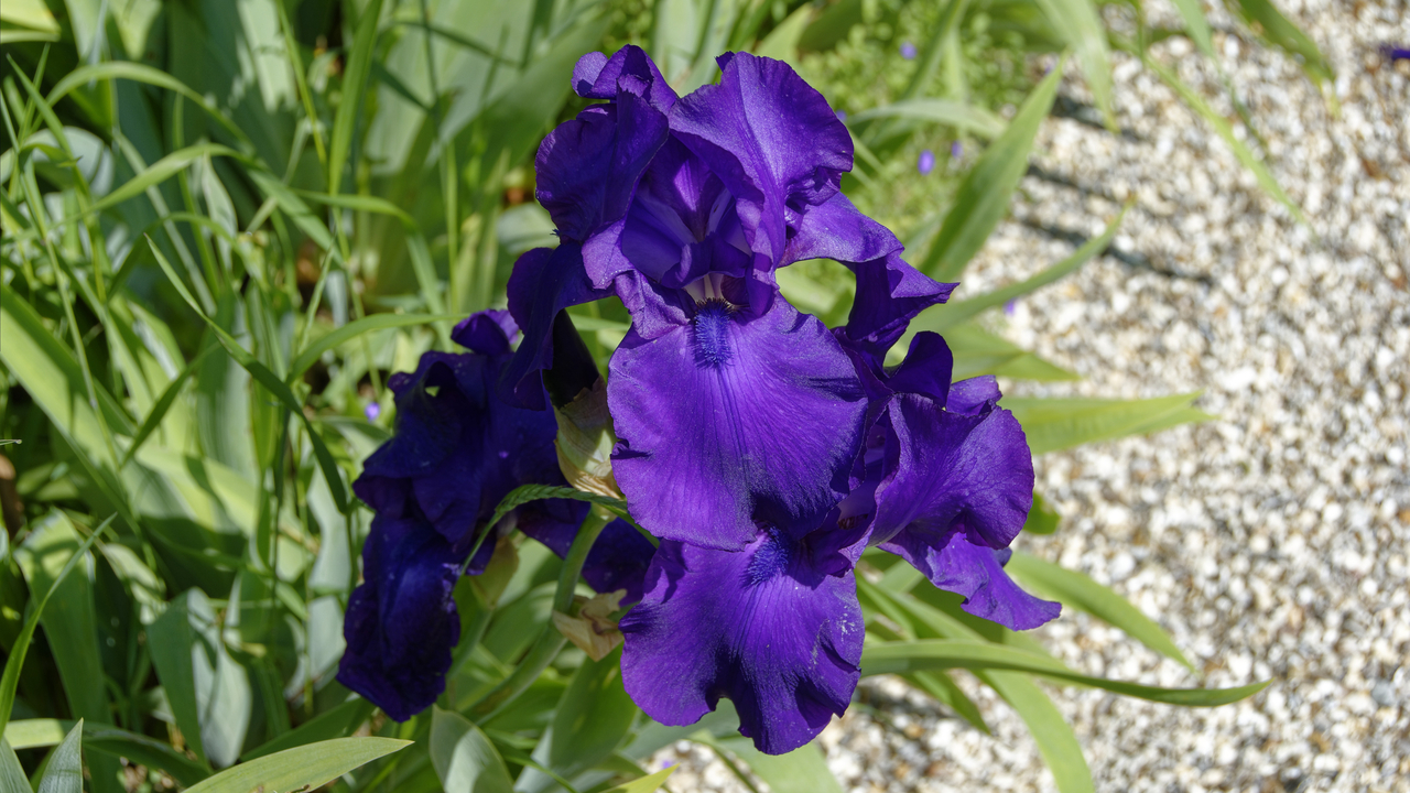 20190529-110238•Giverny (Jardin de Monet)•Limetz-Villez•Ile-de-France•France